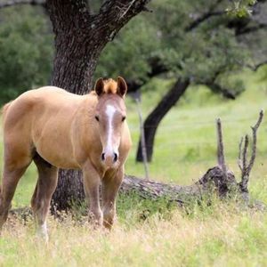 Meet your Posher, Sherry